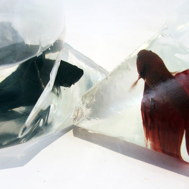 Two-Betta-Fish-in-Bags