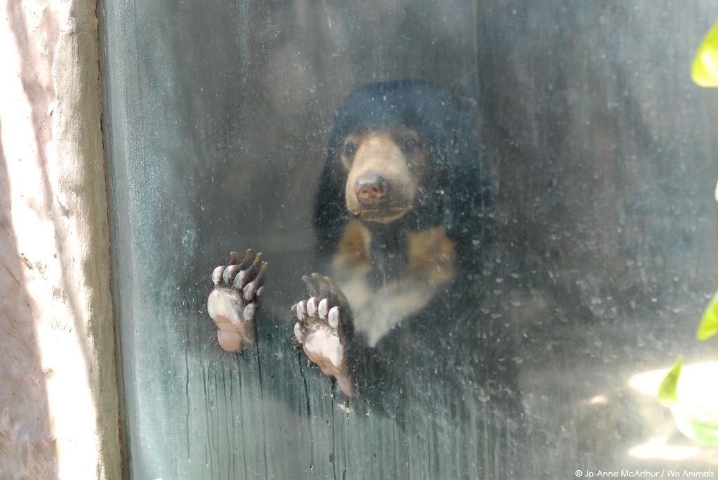 Trauriger BÃ¤r im Zoo