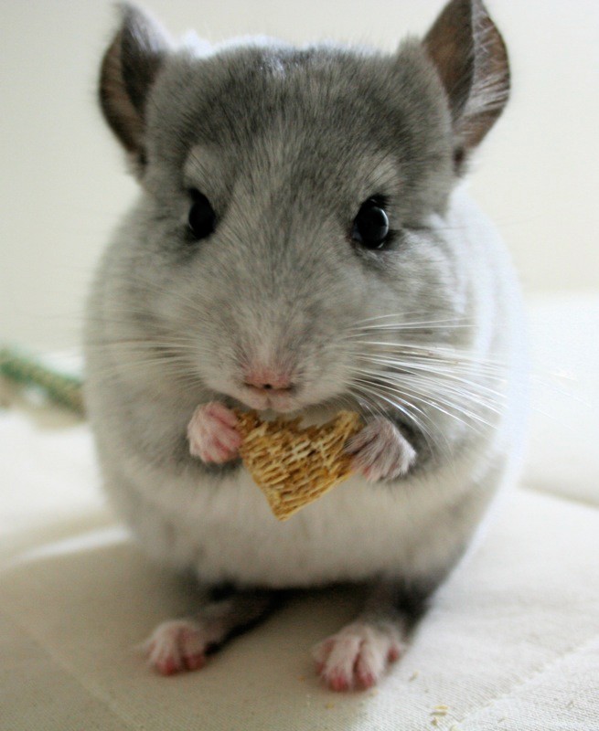 Chinchilla