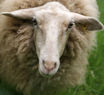 Cool Facts About Sheep
