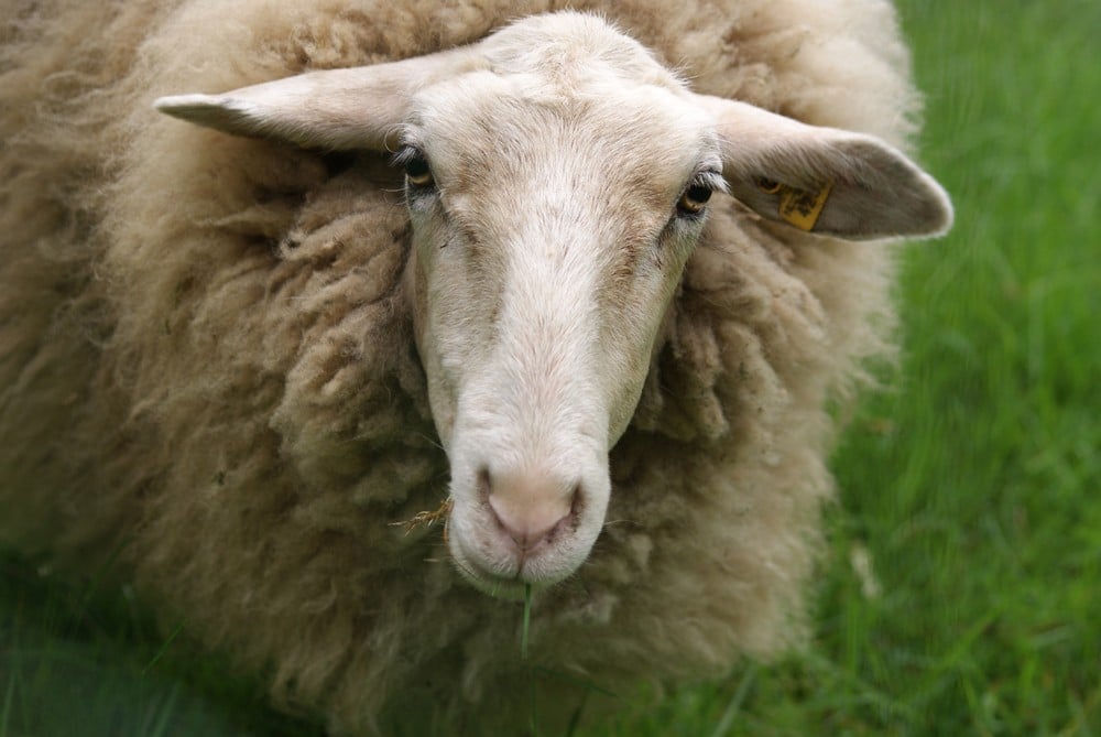 12 Surprising Animals People Actually Wear | PETA Kids 12 Surprising Animals People Actually Wear | PETA Kids