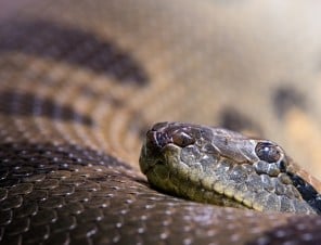 Cool Facts About Snakes