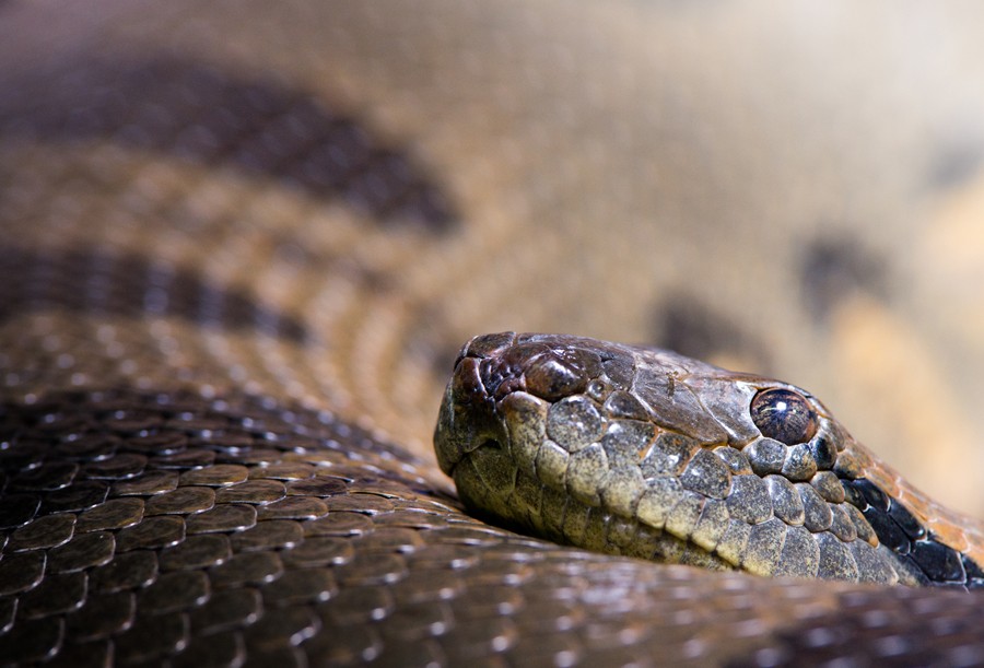 Snake Close Up