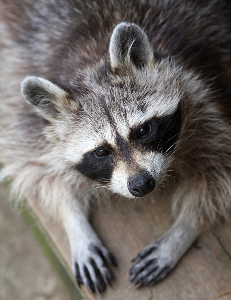 Raccoon