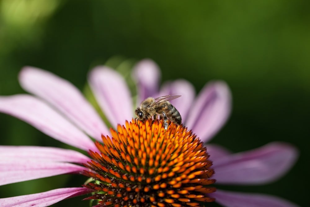 Bee-On-Flower