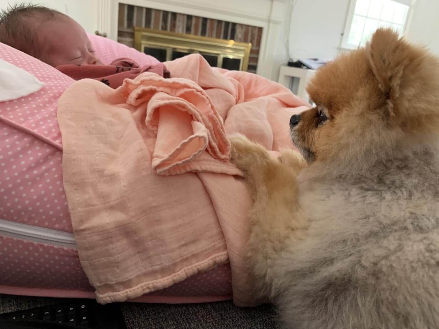 Baby and Canine Companion 
