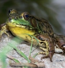a frog on a rock