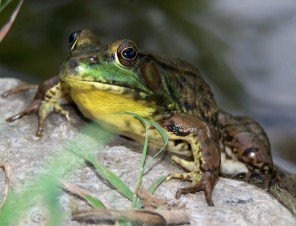 a frog on a rock