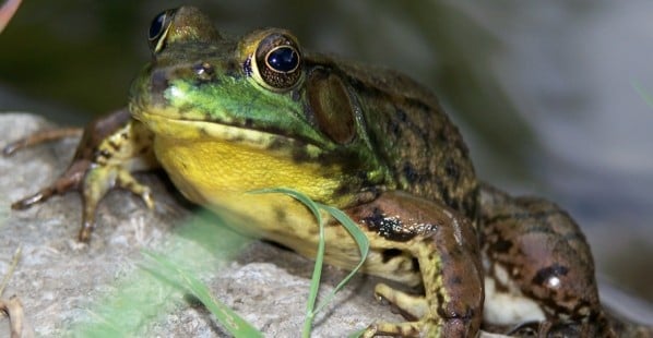 a frog on a rock