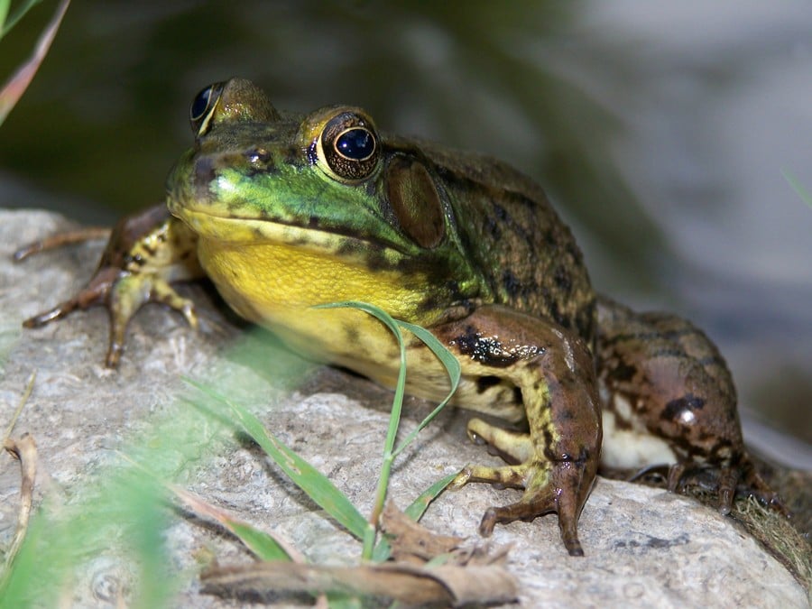 Frog-On-Rock