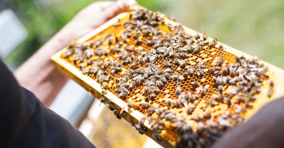 7 Reasons Why Buying Honey Hurts Bees | PETA Kids 7 Reasons Why Buying Honey Hurts Bees | PETA Kids