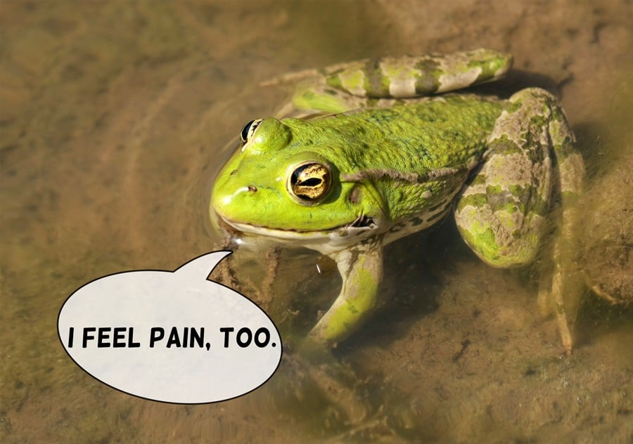 I-Feel-Pain-Too-Frog