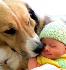 Introducing a New Baby to Your Canine Companion