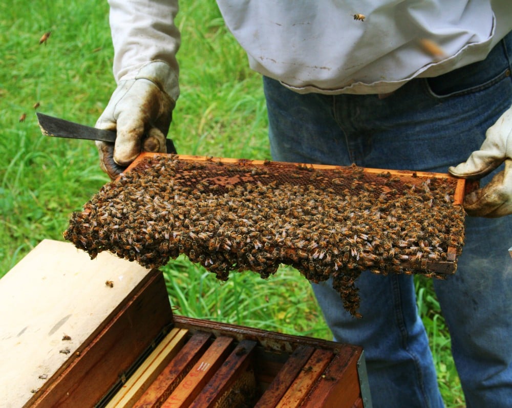 Worker-Collecting-Honey