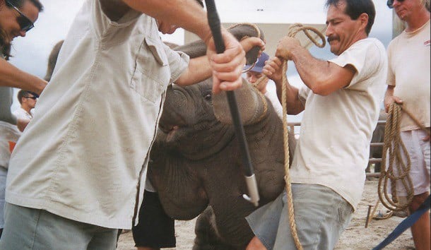 Elephants used in circuses are yelled at, shocked with electric prods, and beaten with metal-tipped weapons called bullhooks.