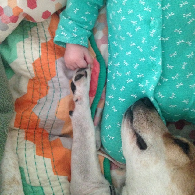 Dog and Baby Fist Bump