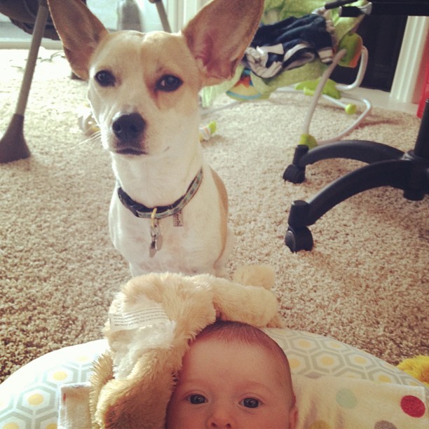 Dog with Newborn Baby
