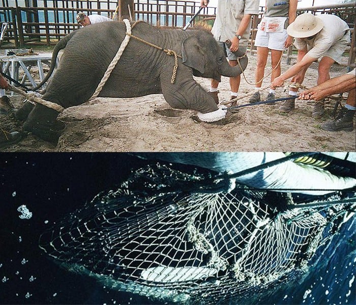 The Only Difference Between Circuses That Use Animals and SeaWorld | PETA  Kids