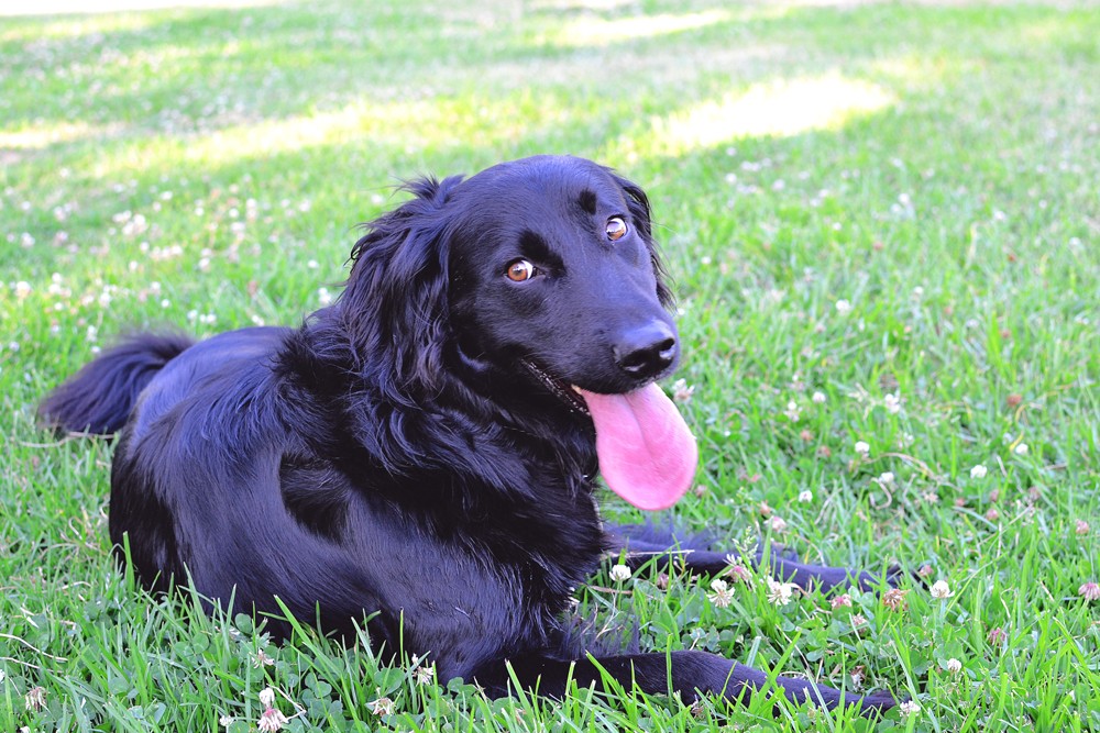 Black-Dog-Laying-In-Grass