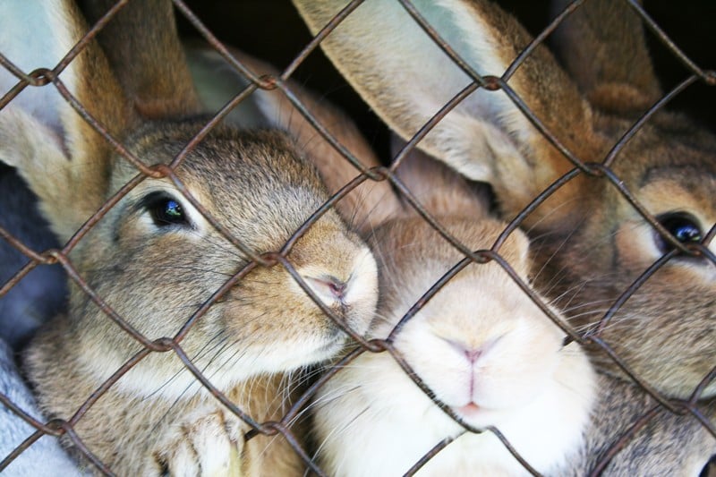 Bunnies-Rabbits-In-Cage