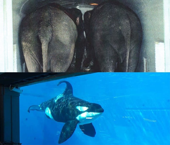 Elephants-and-Orcas-in-Confinement