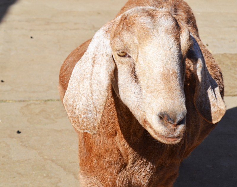 Farm-Sanctuary-Goat