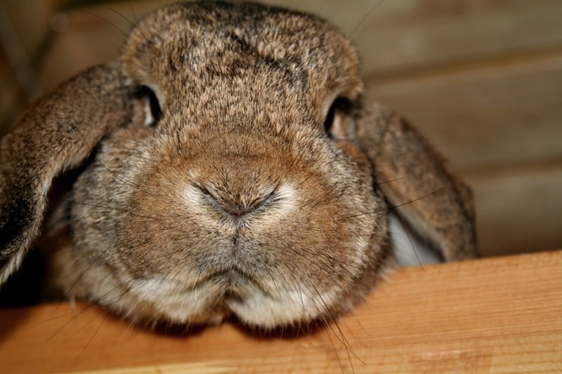Grumpy-Bunny-Rabbit