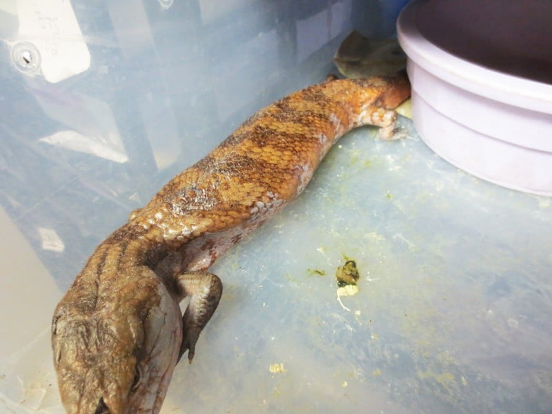 pet shops with reptiles near me