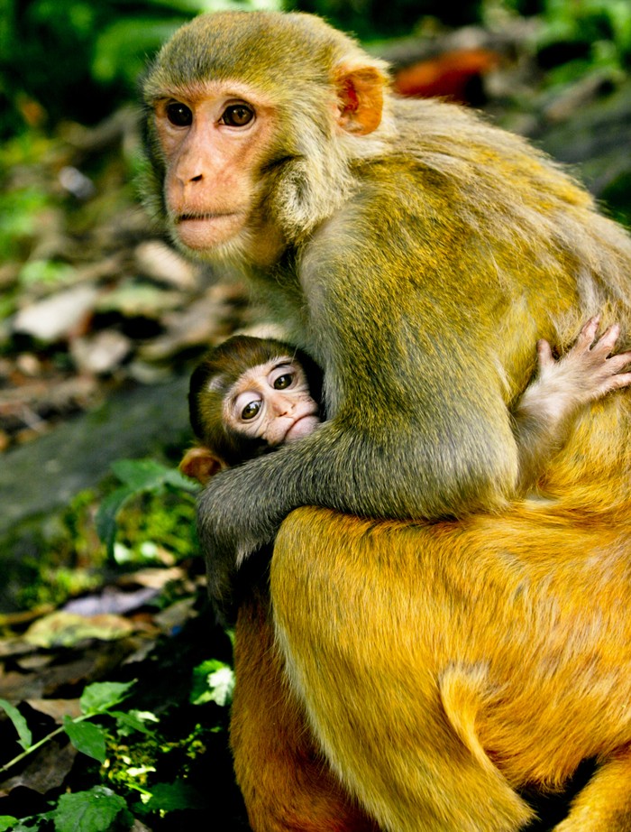 Mom-and-Baby-Monkey-Hugging