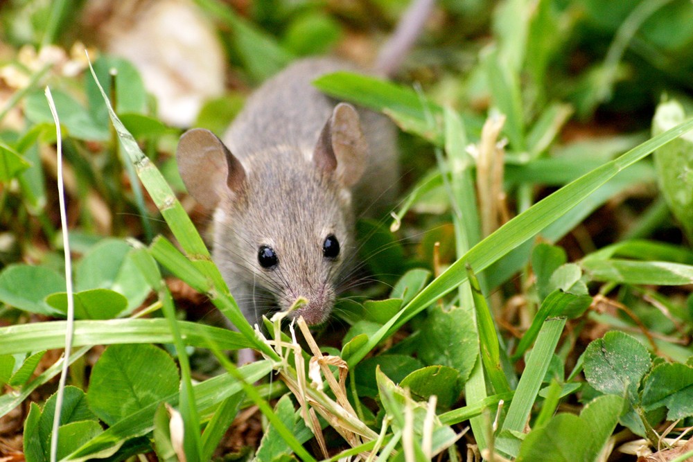 Mouse-In-Grass