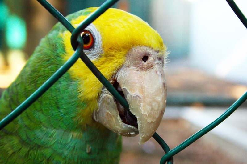 Parrot-in-Cage