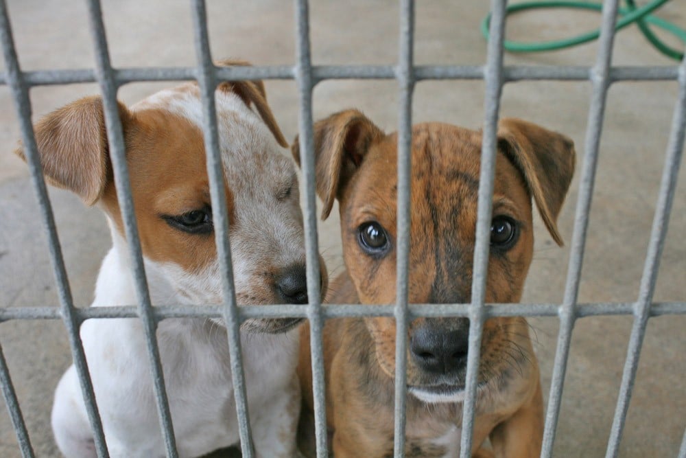 Puppies-In-Cage