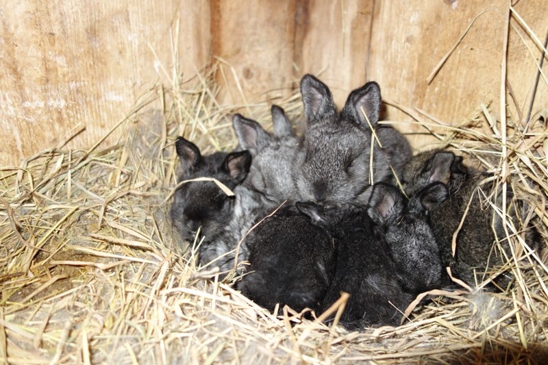 Rabbit-Bunny-And-Babies