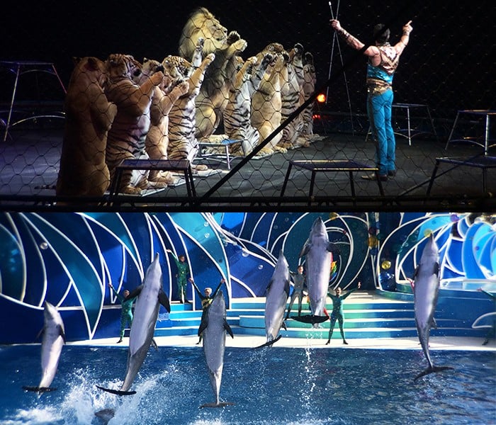 Ringling-Big-Cats-and-SeaWorld-Dolphins