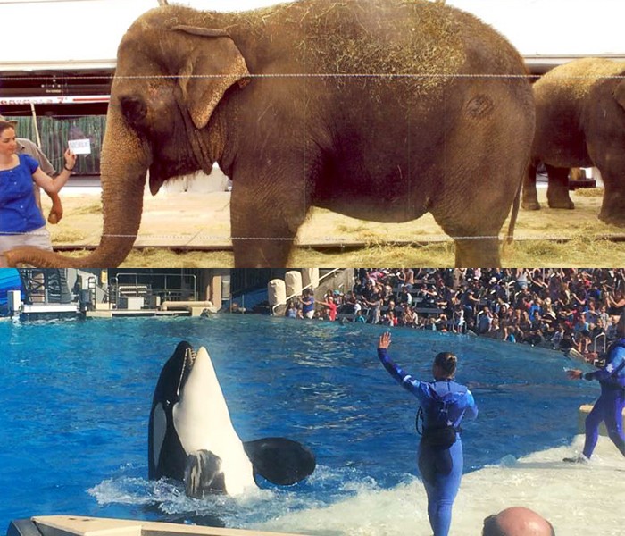 Ringling-Ele-and-SeaWorld-Orca---Teaches-Cruelty