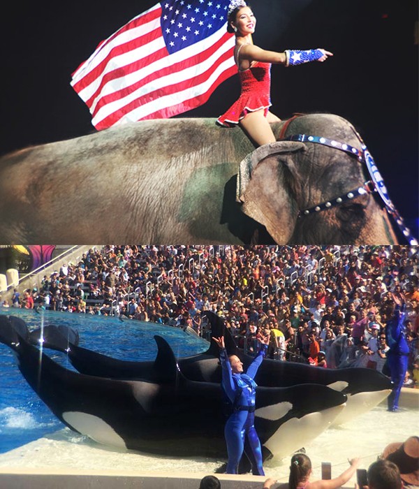 Ringling-Elephant-and-SeaWorld-Orca-Trick