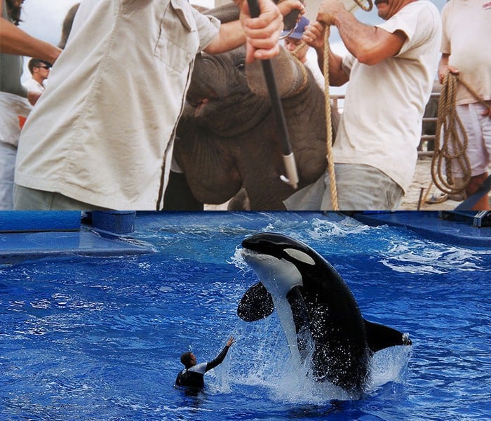 SeaWorld-and-Ringling-Illegal-Activities