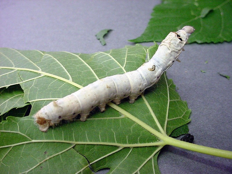 Silkworm-on-Leaf