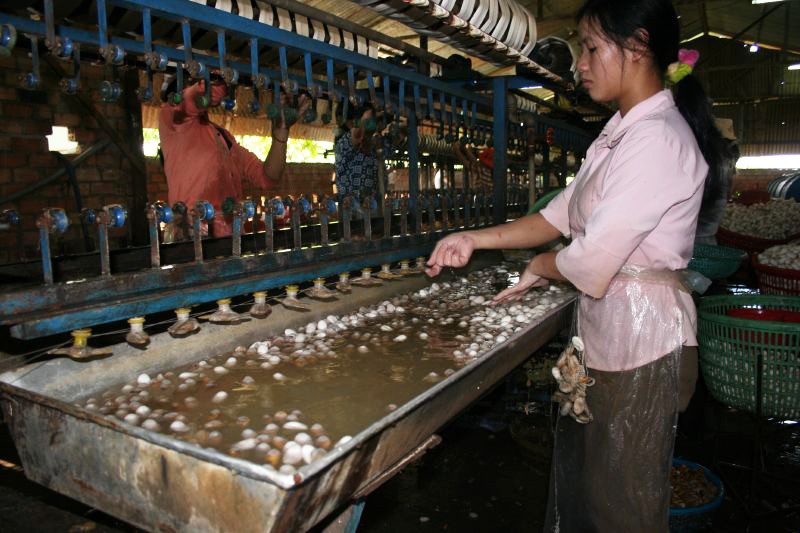 Silkworms Scalding Water