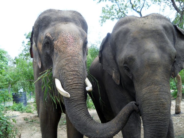 Lakshmi and Sunder love hanging out.