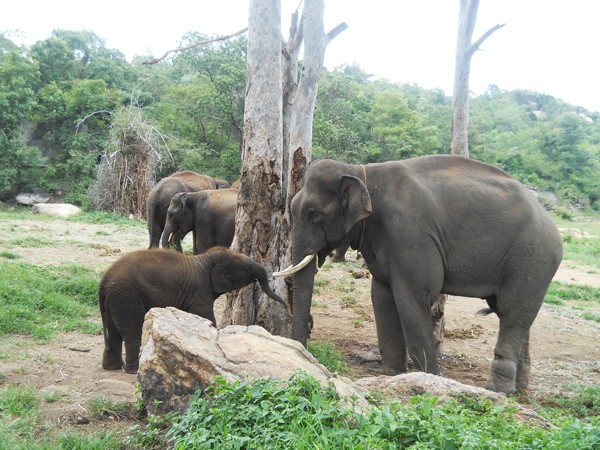 Sunder-playing-with-Shiva