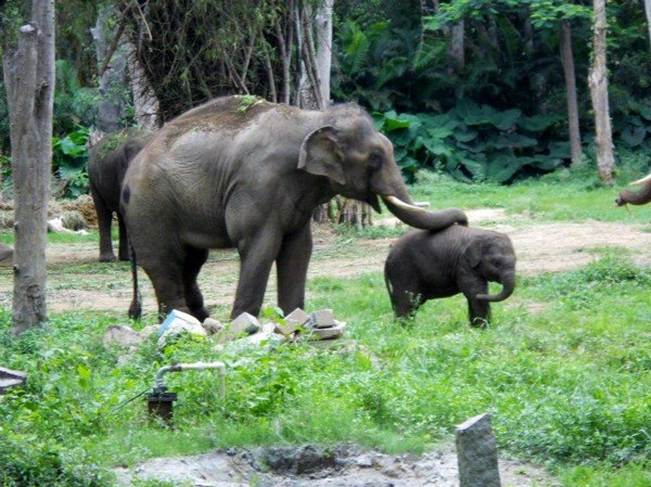 Sunder is getting to know baby Shiva.