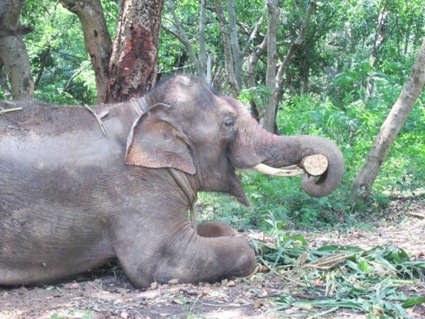 Sunder is already making himself at home at the elephant sanctuary, where he will soon join a herd of 13 elephant friends!