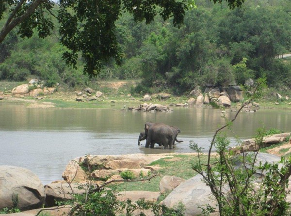 Sunder’s soon-to-be BFF’s enjoy the lake! Sunder’s new home is a spacious, forested area where he can explore.