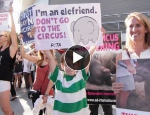 Why Should Kids Care About Animal Rights?