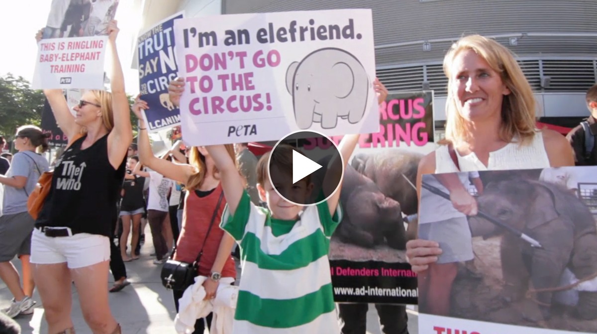 Why Should Kids Care About Animal Rights? | PETA Kids