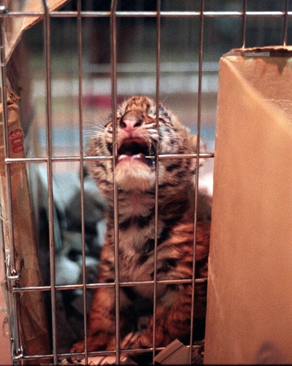 Baby-Circus-Tiger-In-Cage