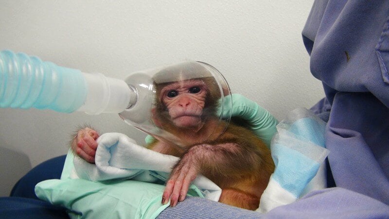 monkeys used in experiments