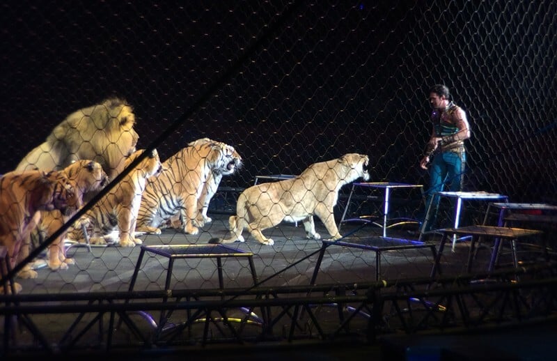 Big-Cats-in-Circus-Growling-at-Trainer