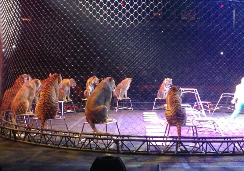 Big-Cats-in-Circus-Performance